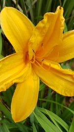 Close-up of day lily blooming outdoors