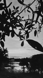 Silhouette tree against sky