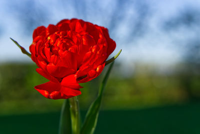 Close-up of red rose flower