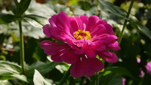 Close-up of pink flowering plant