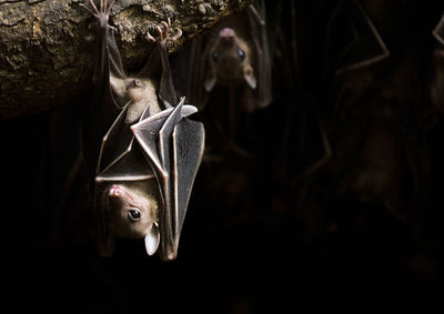 Bats hanging on branch