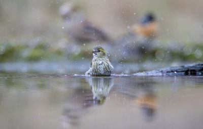 View of bird swimming in lake