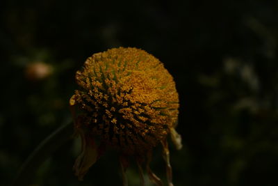 Close-up of wilted flower on field