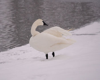 View of a bird on snow covered landscape