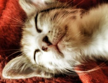 Close-up of cat sleeping