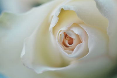 Close-up of fresh rose