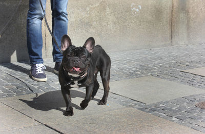 Low section of person with dog on footpath