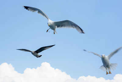 Low angle view of seagulls flying in sky