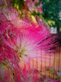 Close-up of pink flowers