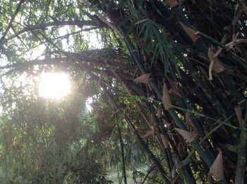 Low angle view of trees in the forest