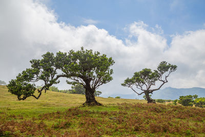 Tree on field against sky