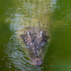 Portrait of turtle in lake