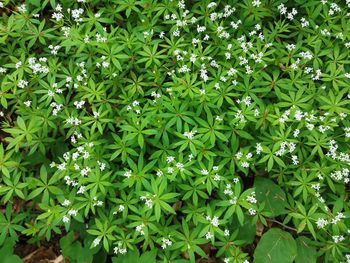 High angle view of flowering plants on field