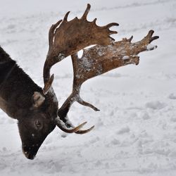 View of deer on snow covered land