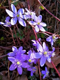 Close-up of purple flowers blooming outdoors