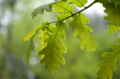 Close-up of green leaves on branch