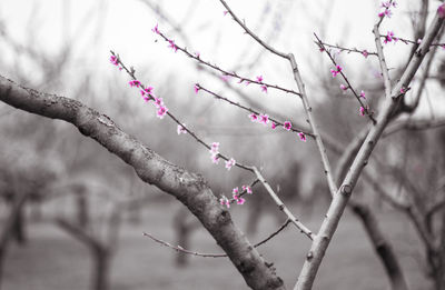 Low angle view of cherry blossom tree