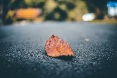 Close-up of autumn leaves on road