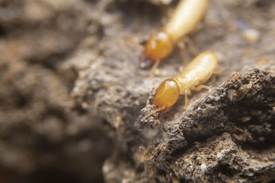 Close-up of insect on rock