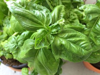 Close-up of fresh green plant