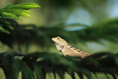 Close-up of chameleon on tree
