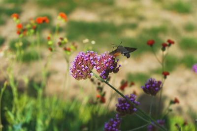 Close-up of butterfly pollinating on purple flower