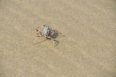 Close-up of crab on beach