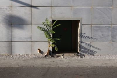 Potted plant on wall of building