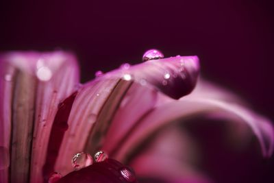 Close-up of water drops on pink flower