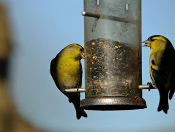 Close-up of bird perching on feeder