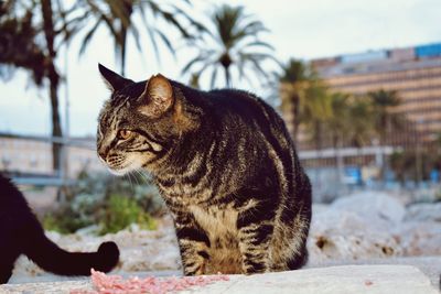 cat
