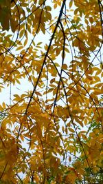 Low angle view of tree against sky