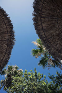 Low angle view of tree against clear sky