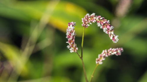 Close-up of insect on purple flowering plant