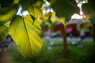 Close-up of maple leaves on tree