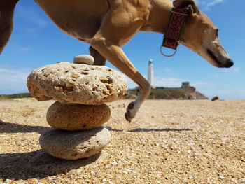 Cropped dog against stack of pebbles