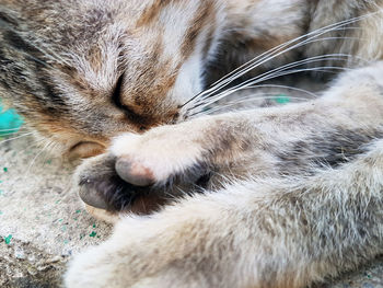 Close-up of cat sleeping