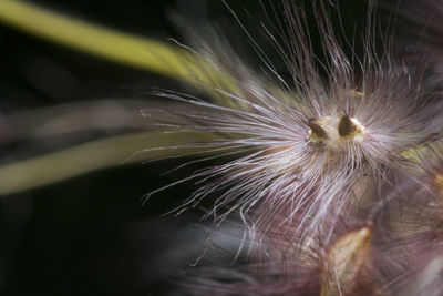 Close-up of dandelion