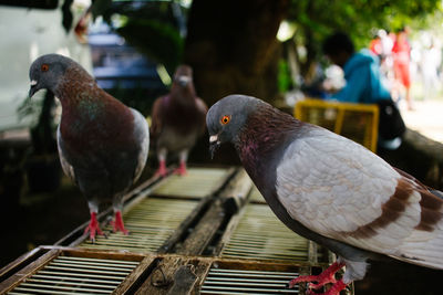 Close-up of pigeons perching on railing