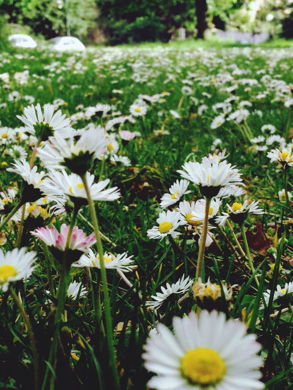 flower, freshness, fragility, growth, petal, white color, beauty in nature, flower head, blooming, field, nature, daisy, plant, focus on foreground, in bloom, grass, stem, wildflower, green color, blossom