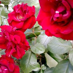 Close-up of red flowers blooming outdoors