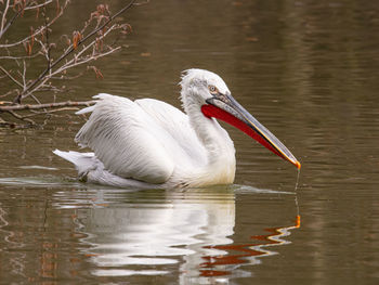 View of duck swimming in lake