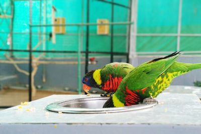 Close-up of parrot perching on leaf