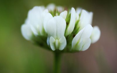 Close-up of white flowers