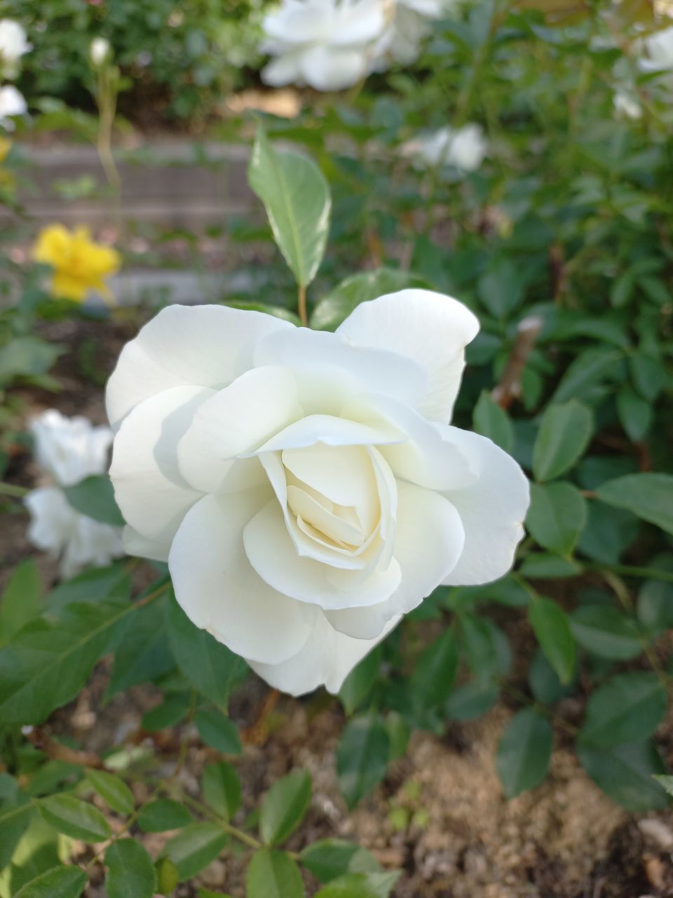 flower, plant, flowering plant, beauty in nature, petal, rose, white, freshness, flower head, inflorescence, nature, close-up, leaf, plant part, fragility, garden roses, growth, gardenia, no people, focus on foreground, outdoors, day, springtime, burnet rose, botany