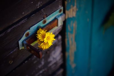 Close-up of yellow flowers on blue door