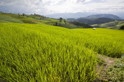 Scenic view of agricultural field against sky