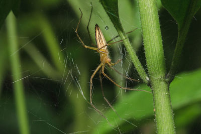 Close-up of spider on web