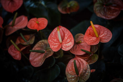 Close-up of raindrops on red leaves