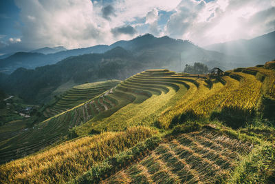 Scenic view of agricultural field against sky